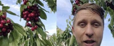 Un român vinde cireșe la 2 lei kg. Foto: Tik Tok