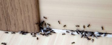 insecte in casa