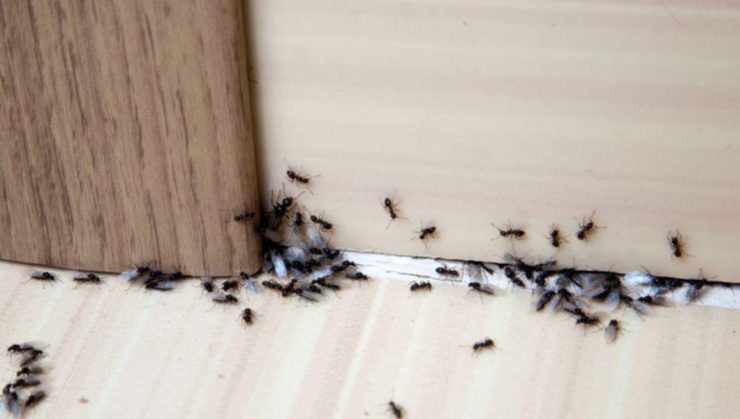 insecte in casa