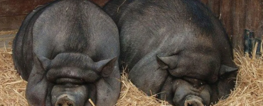 Porcul Negru de Strei reprezintă o oportunitate valoroasă pentru fermierii români. Sursă foto: rtv