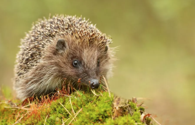 Arici. Sursă foto: zooplus.ro