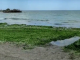 Miros insuportabil într-o stațiune de pe litoralul românesc. Sursă foto: Ziua de Constanta