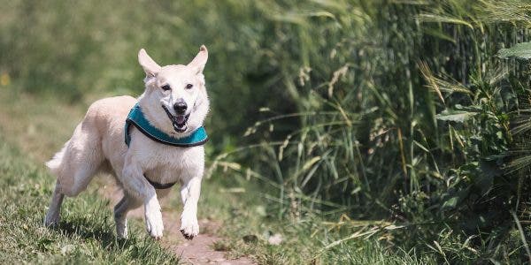 Câine, sursa - pixabay