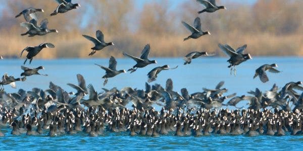 Animalul cu 32 de creiere care există și în România. Poate trăi până la 20 de ani