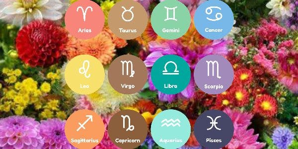 florile potrivite pentru fiecare zodie