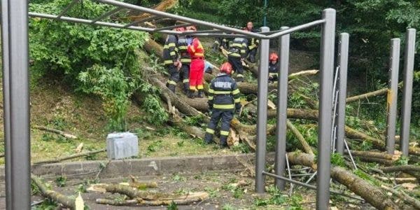 Un tânăr a murit după ce un copac s-a prăbușit peste el, în Brașov