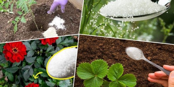 Pune două lingurițe de zahăr în curte! Trucul simplu și ingenios