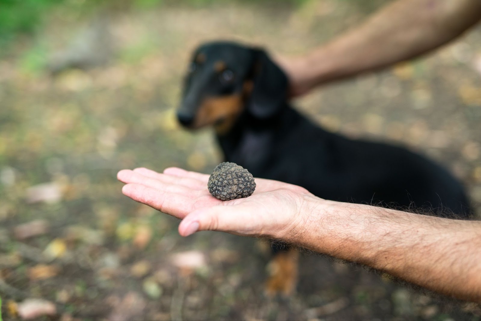 Trufa Neagră Românească – Aurul Negru din Pădurile Noastre 28