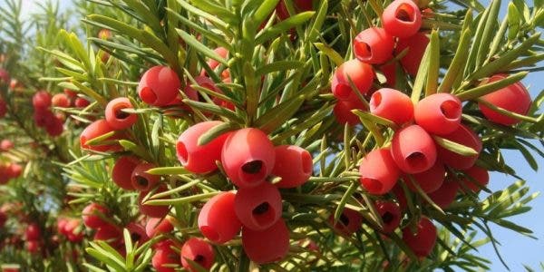 Tuia. Foto: Faceebook