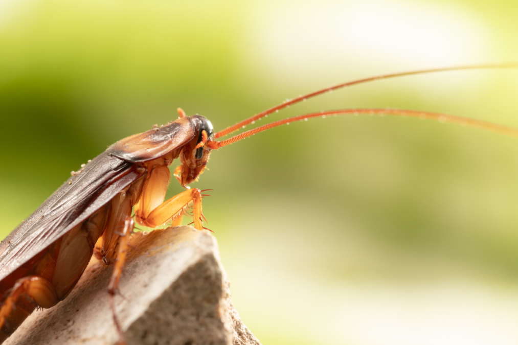 Atair Insect Insecticid Gândaci Bucătărie: Ce Funcționează Cu Adevărat și Cum Se Aplică