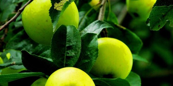 Septembrie este luna ideală pentru a planta acești pomi fructiferi. Ce recomandă specialiștii