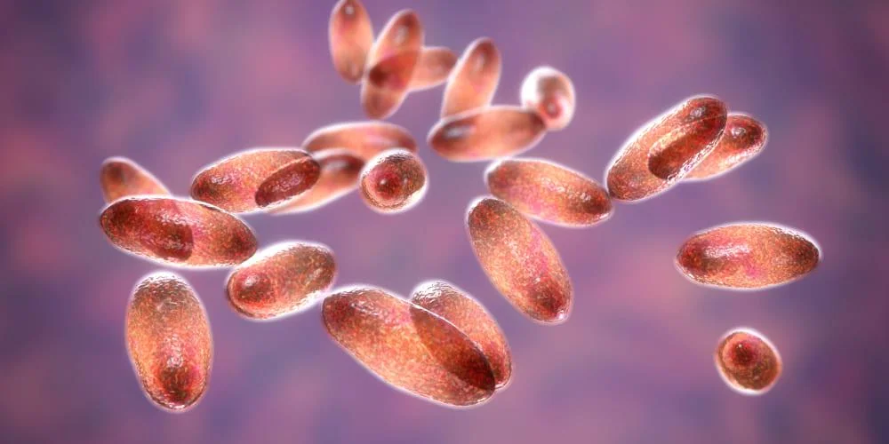 Alertă sanitară după moartea unei tinere. Aproape 200 de persoane sunt monitorizate după un posibil caz de ciumă