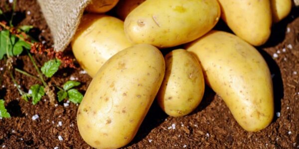 Ce poți găti din cartofi când nu mai ai multe ingrediente în casă 28 Ce poți găti din cartofi când nu mai ai multe ingrediente în casă