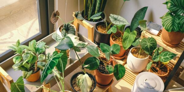 Cum îți protejezi plantele de apartament de aerul rece