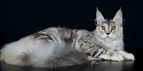 pisica