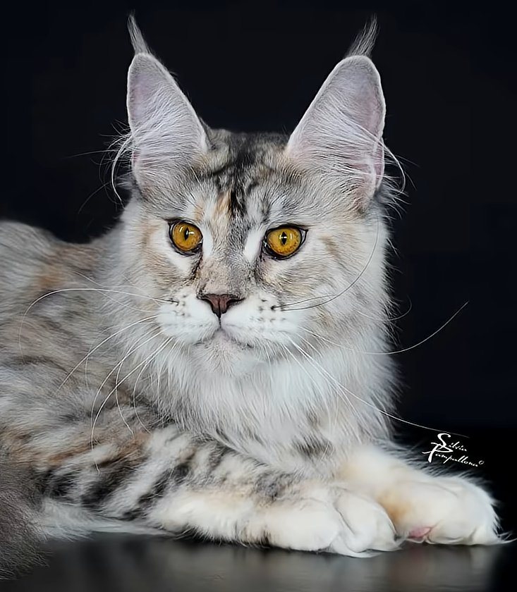Cea mai frumoasă pisică din lume are numai opt luni. Povestea Olimpiei, superba felină care a devenit campioană mondială 26 pisica