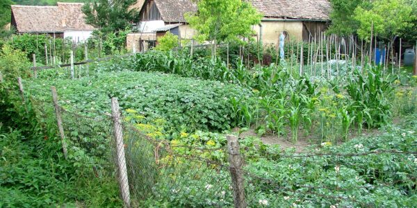 I-a dat fiului 180.000 de lei pentru casă, iar el i-a spus că nu mai are loc pentru ea. Ce a aflat de la notar trei zile mai târziu 26 Case cu grădini într-un sat din România, imagine ilustrativă
