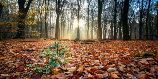 Cum va fi vremea în noiembrie 2026! Temperaturile vor fi mai scăzute decât normalul perioadei! Ce arată prognoza ANM până pe 23 noiembrie 26 anm